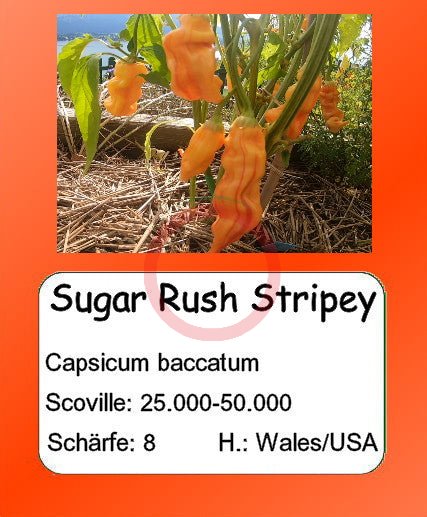 Sugar Rush Stripey DER TOMATENFLÜSTERER