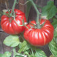 Sumo DER TOMATENFLÜSTERER