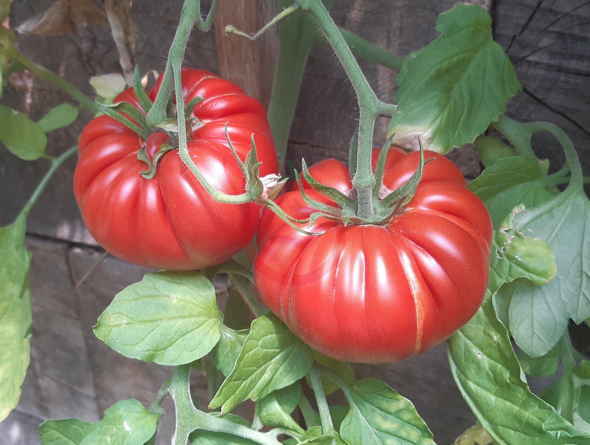 Sumo DER TOMATENFLÜSTERER
