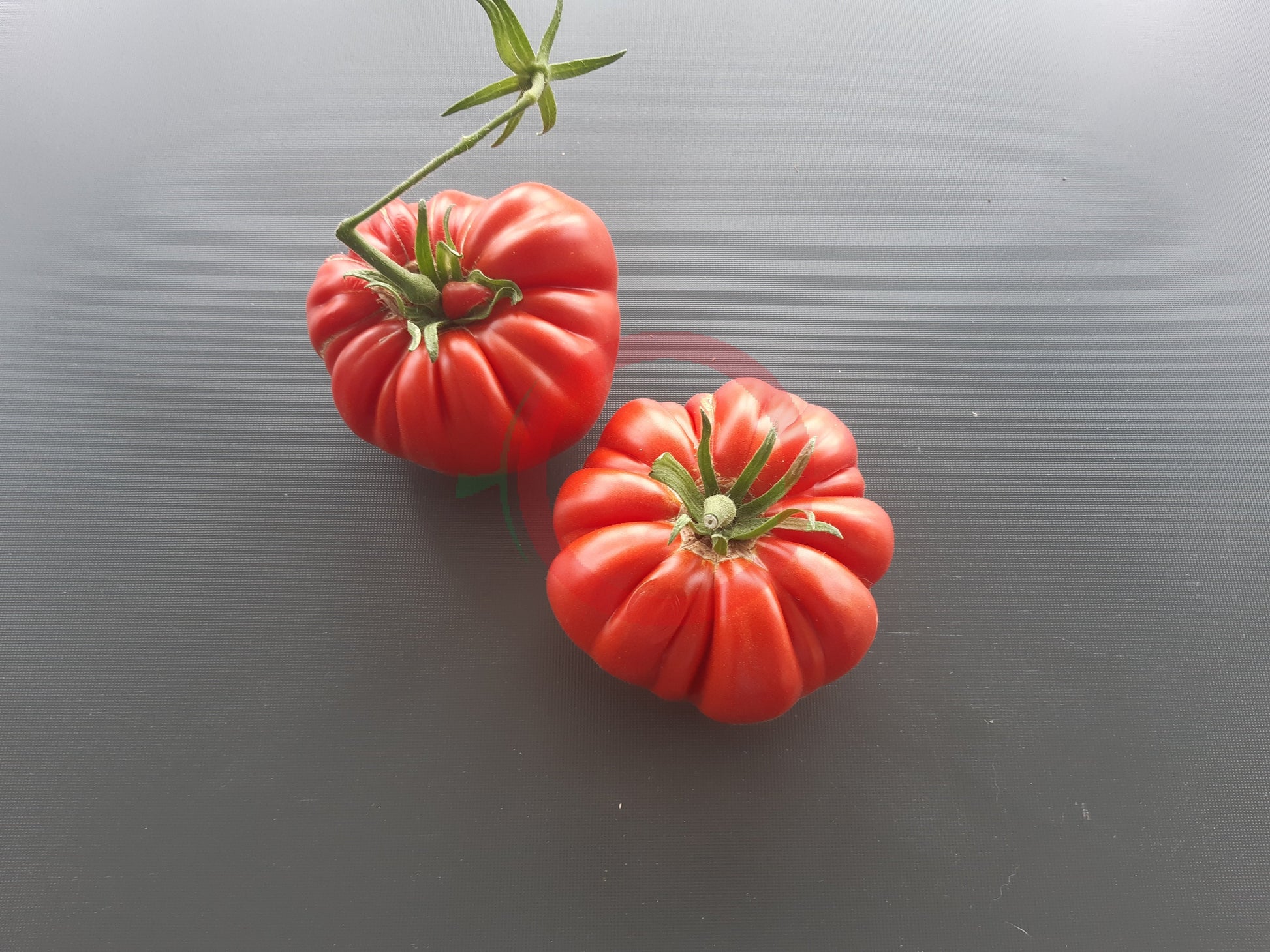 Sumo DER TOMATENFLÜSTERER