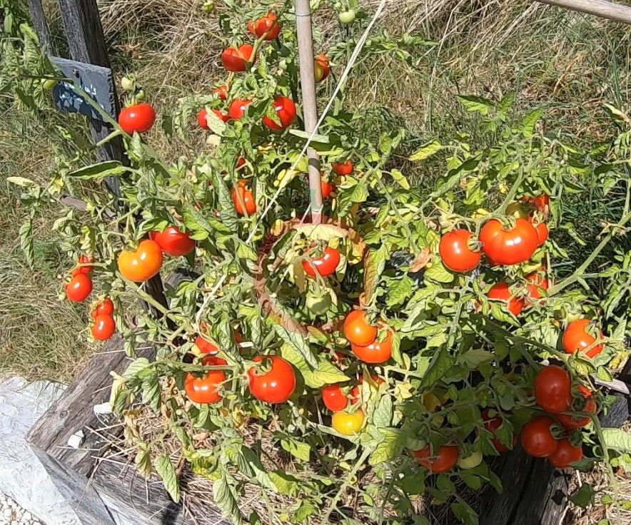 Surender´s Indian Curry DER TOMATENFLÜSTERER