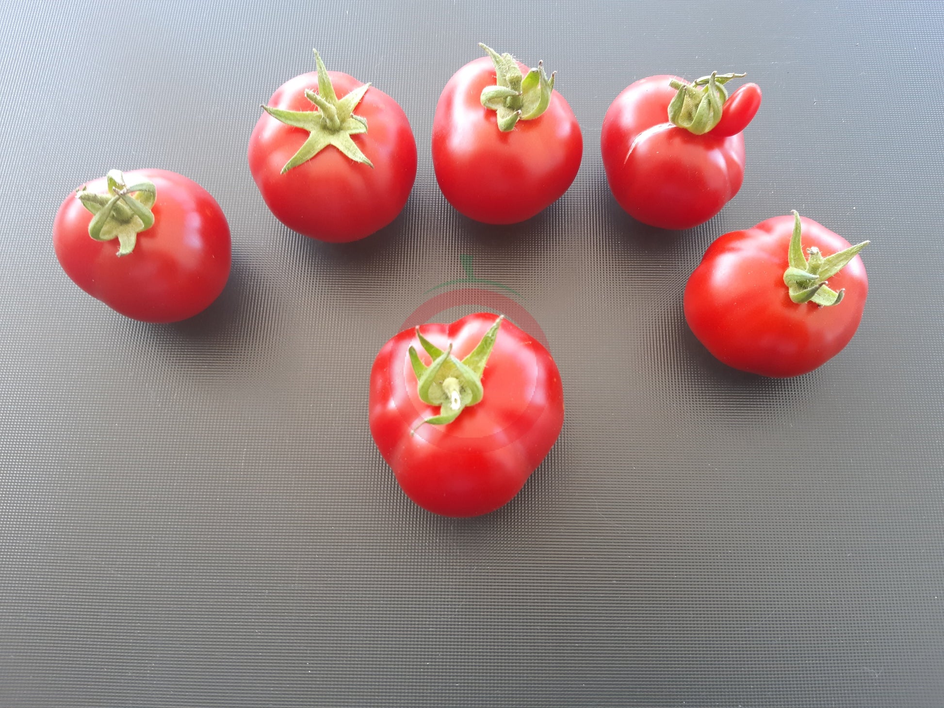Surender´s Indian Curry DER TOMATENFLÜSTERER