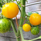 Sveinbjörg DER TOMATENFLÜSTERER