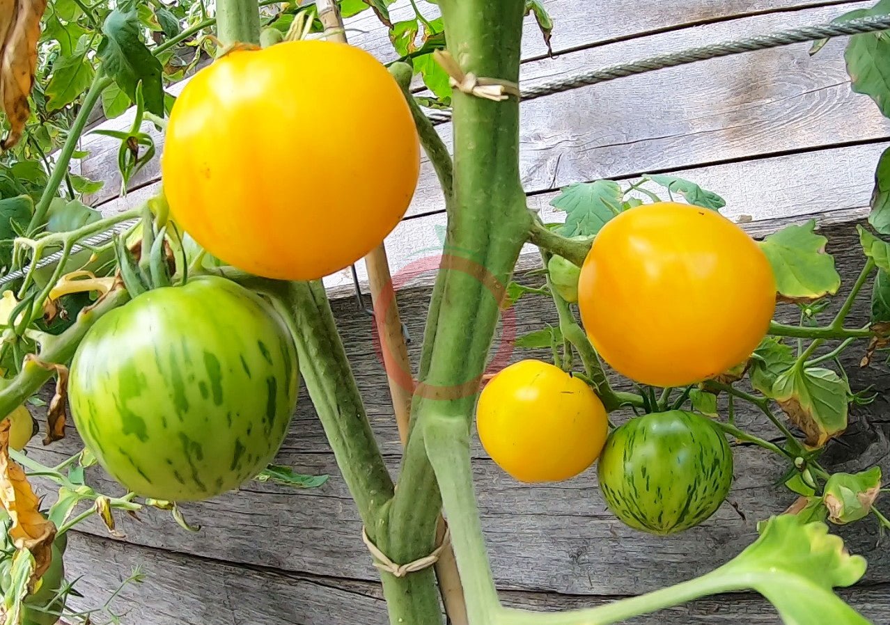 Sveinbjörg DER TOMATENFLÜSTERER