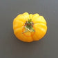 Sveinbjörg DER TOMATENFLÜSTERER