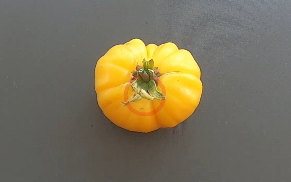 Sveinbjörg DER TOMATENFLÜSTERER