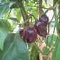 Swiss Chocolate DER TOMATENFLÜSTERER