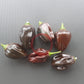 Swiss Chocolate DER TOMATENFLÜSTERER