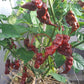 T Rex Cocolate DER TOMATENFLÜSTERER