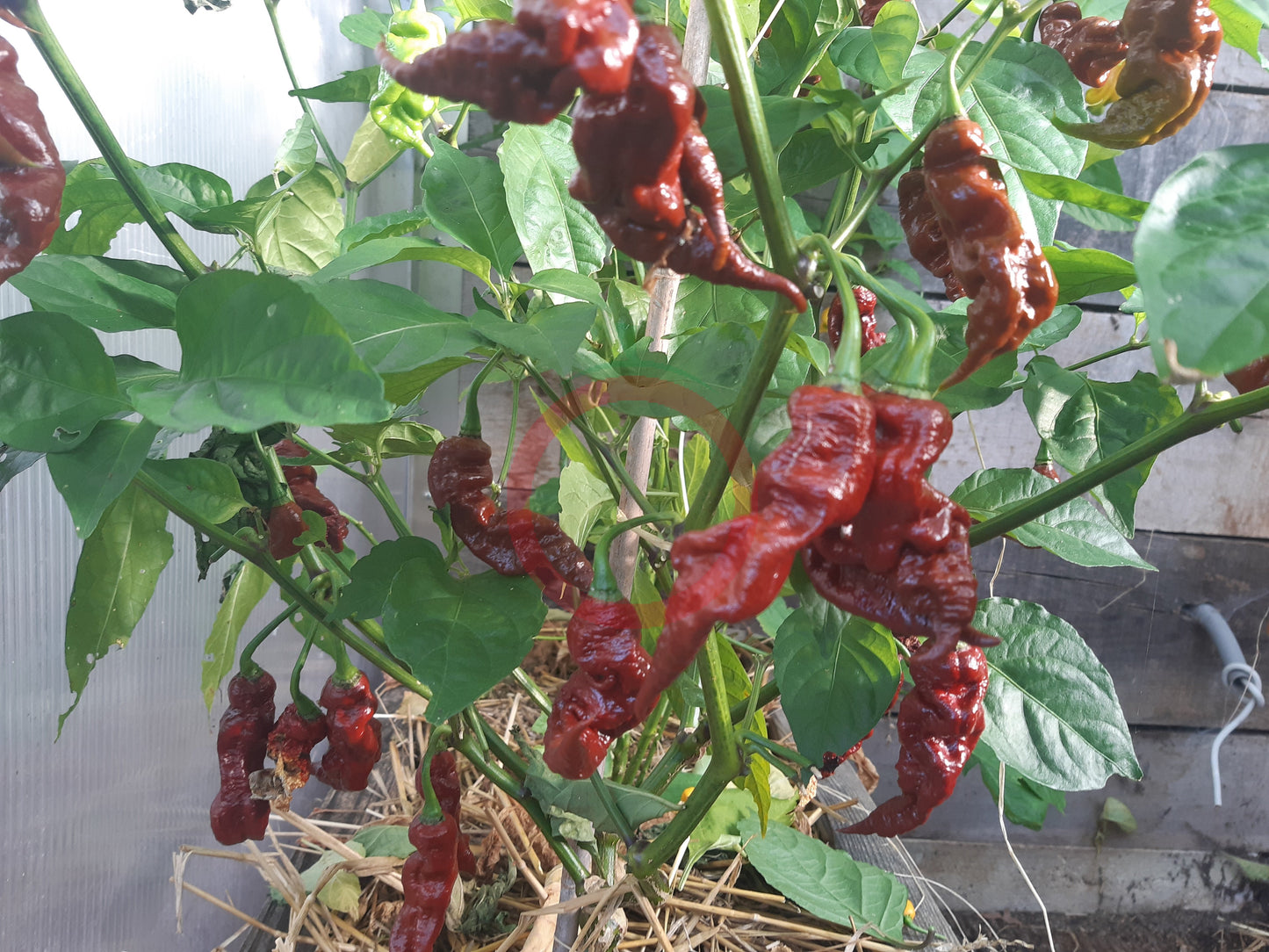 T Rex Cocolate DER TOMATENFLÜSTERER
