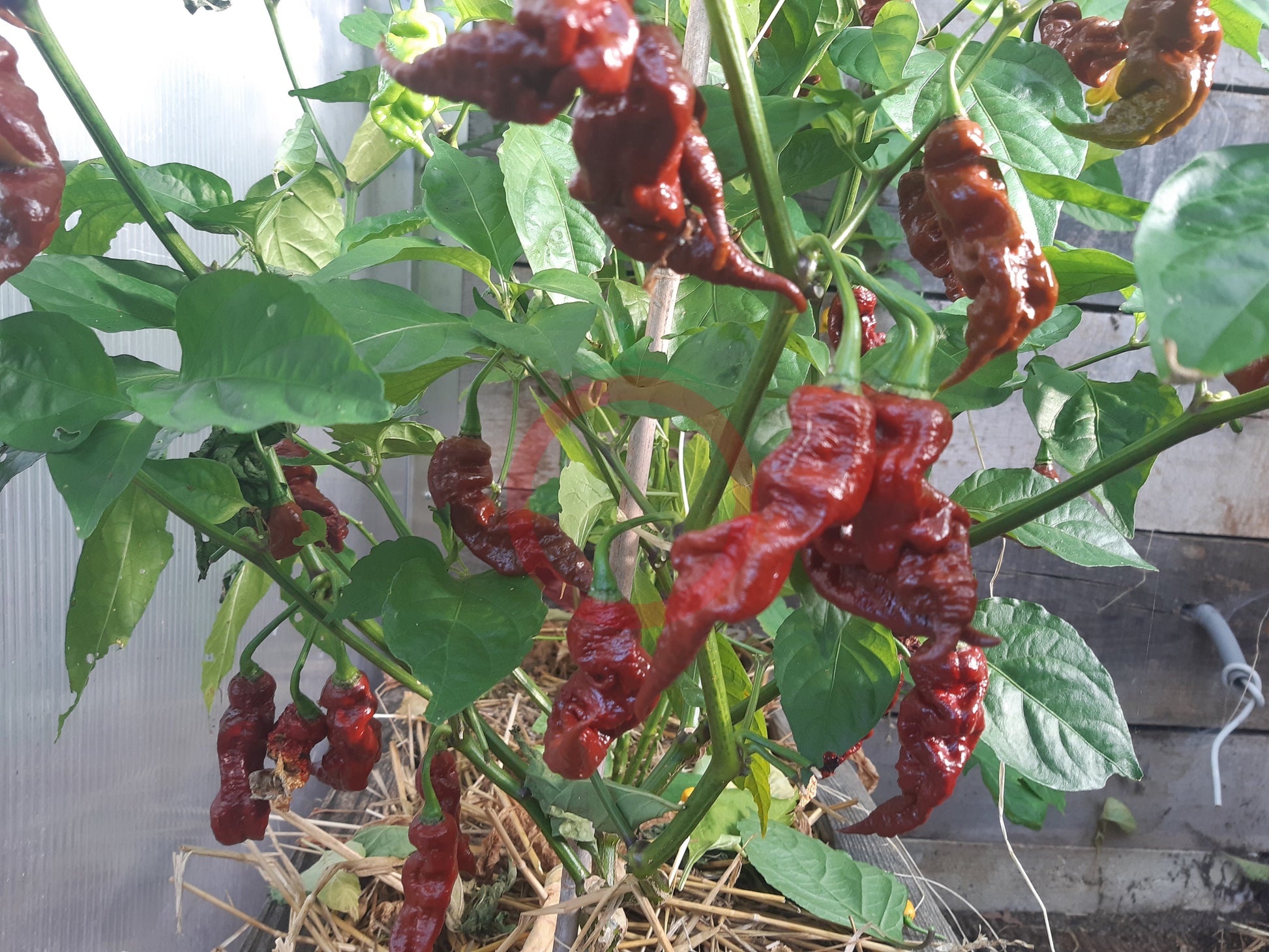 T Rex Cocolate DER TOMATENFLÜSTERER