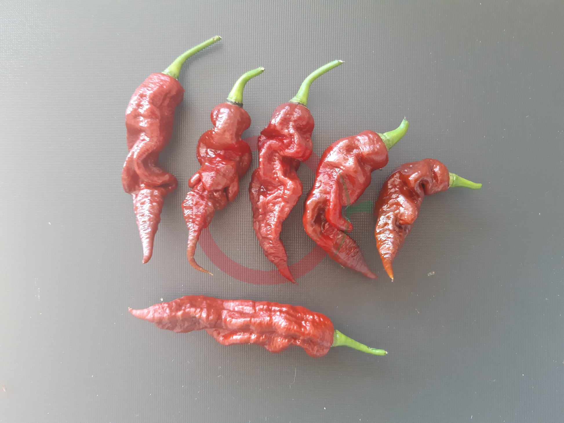 T Rex Cocolate DER TOMATENFLÜSTERER