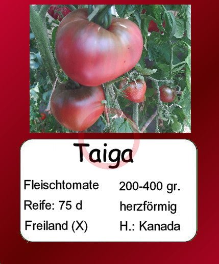 Taiga DER TOMATENFLÜSTERER
