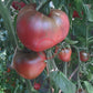 Taiga DER TOMATENFLÜSTERER