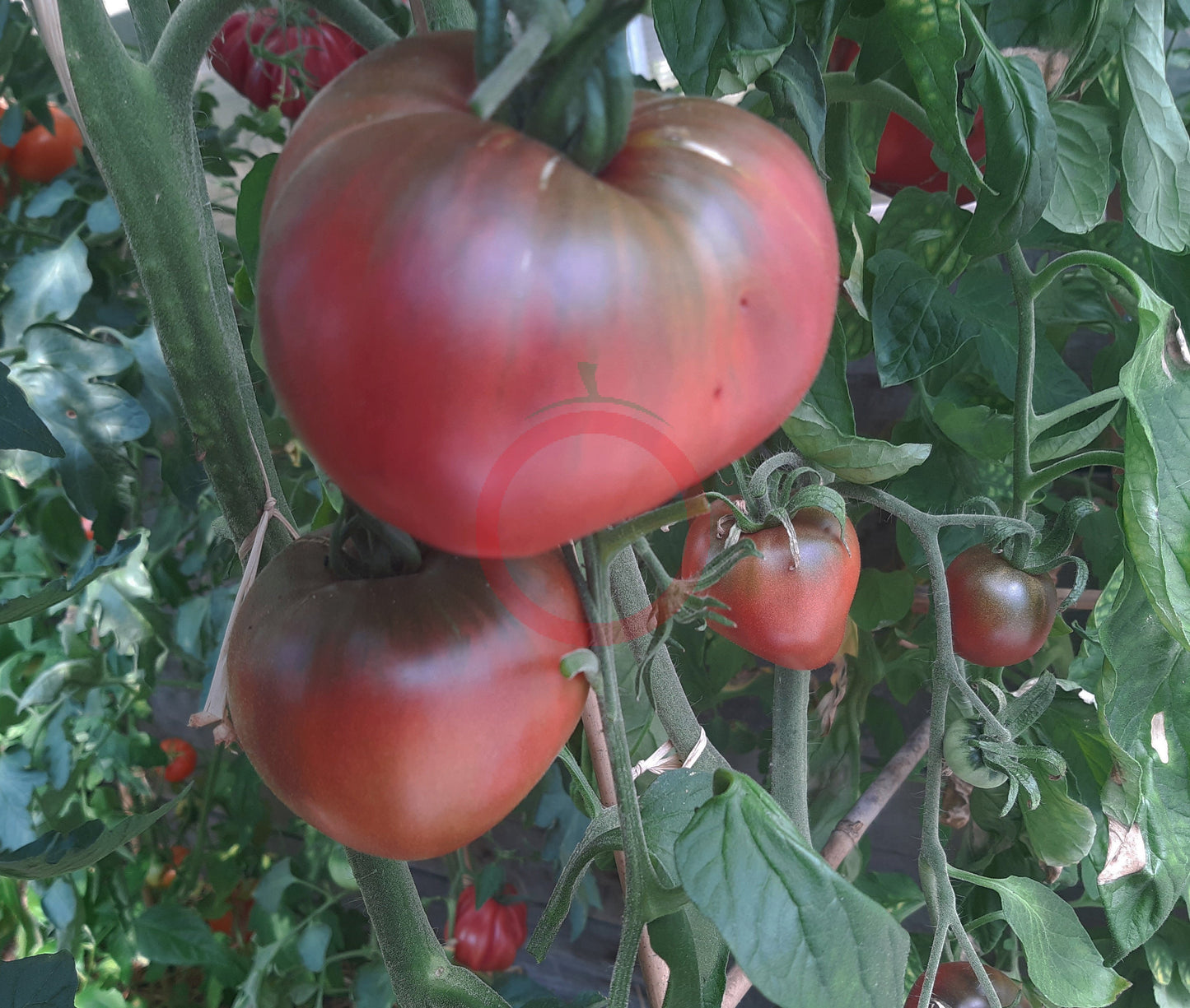 Taiga DER TOMATENFLÜSTERER