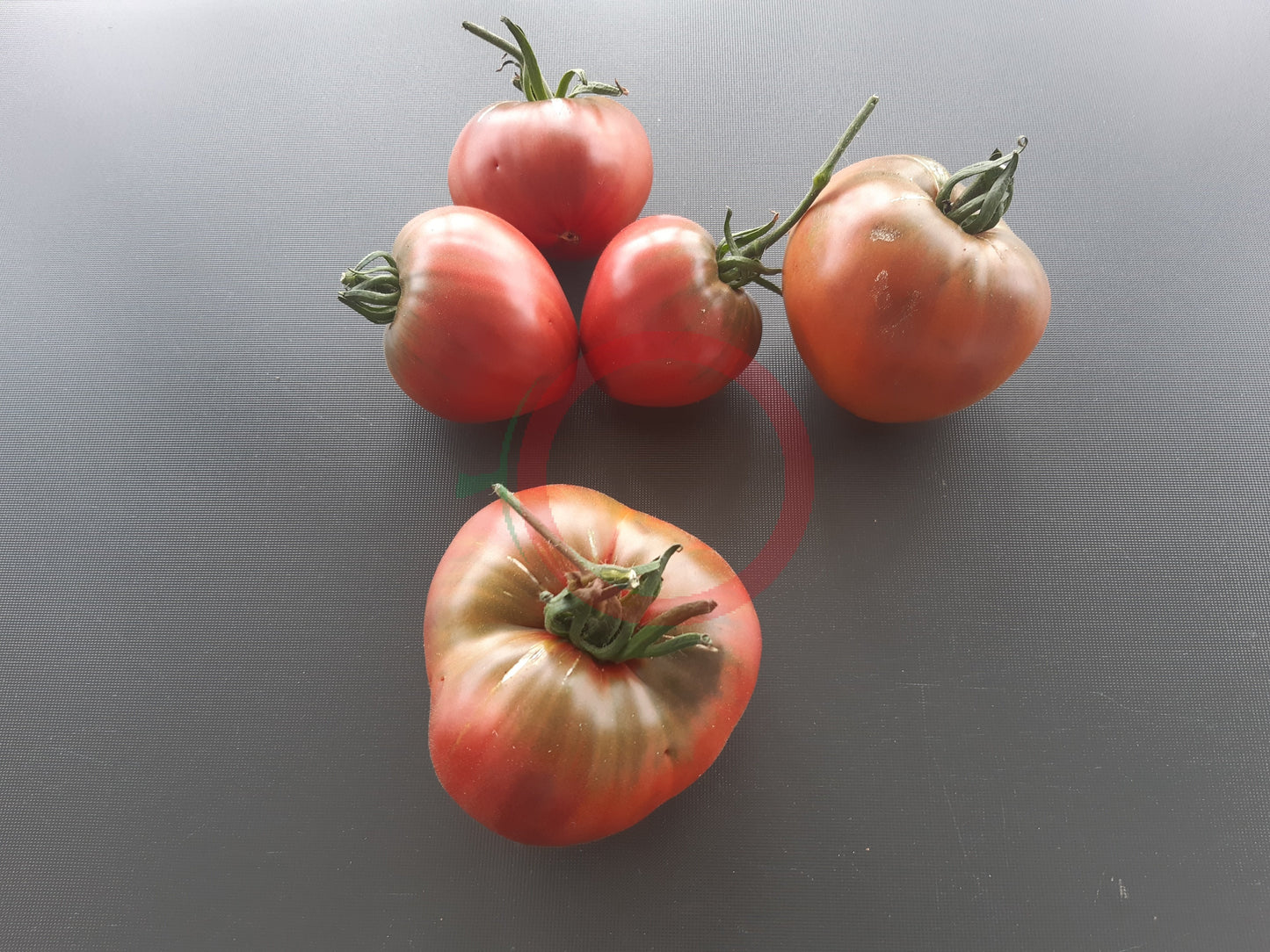 Taiga DER TOMATENFLÜSTERER