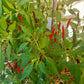 Takanotsume DER TOMATENFLÜSTERER