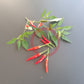 Takanotsume DER TOMATENFLÜSTERER