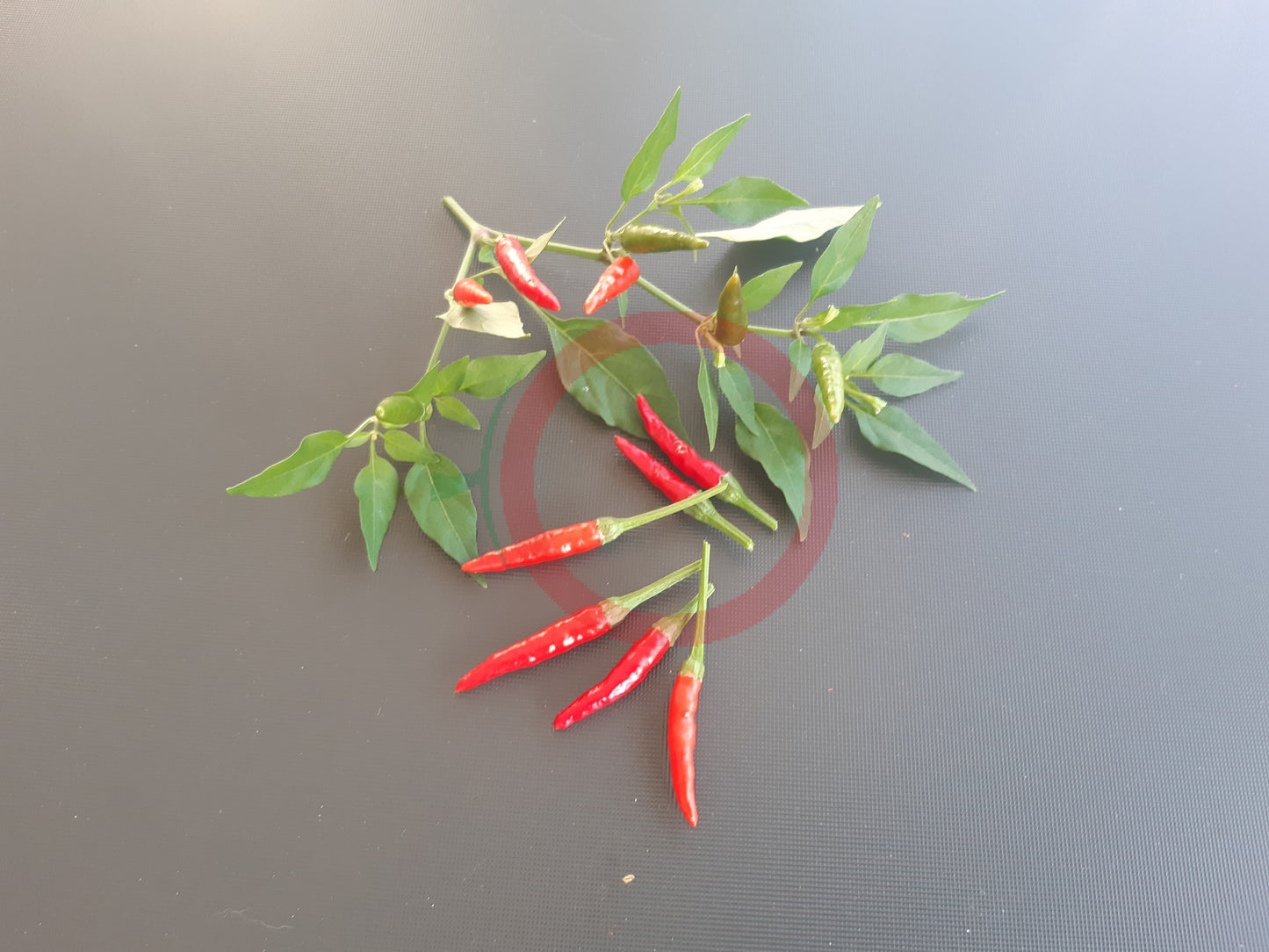 Takanotsume DER TOMATENFLÜSTERER