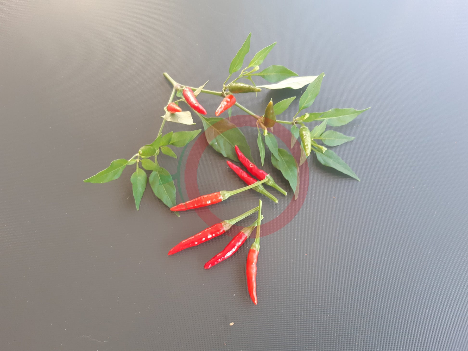 Takanotsume DER TOMATENFLÜSTERER