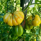 Tlacolula White DER TOMATENFLÜSTERER
