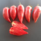 Töshin Jazyk DER TOMATENFLÜSTERER