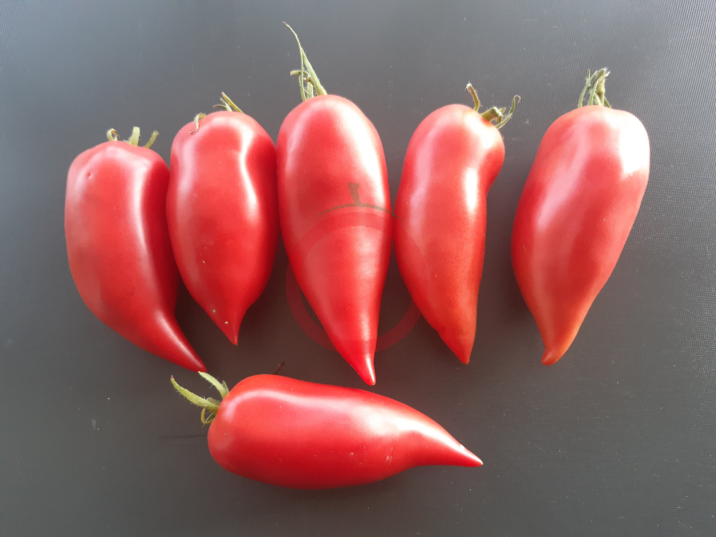 Töshin Jazyk DER TOMATENFLÜSTERER