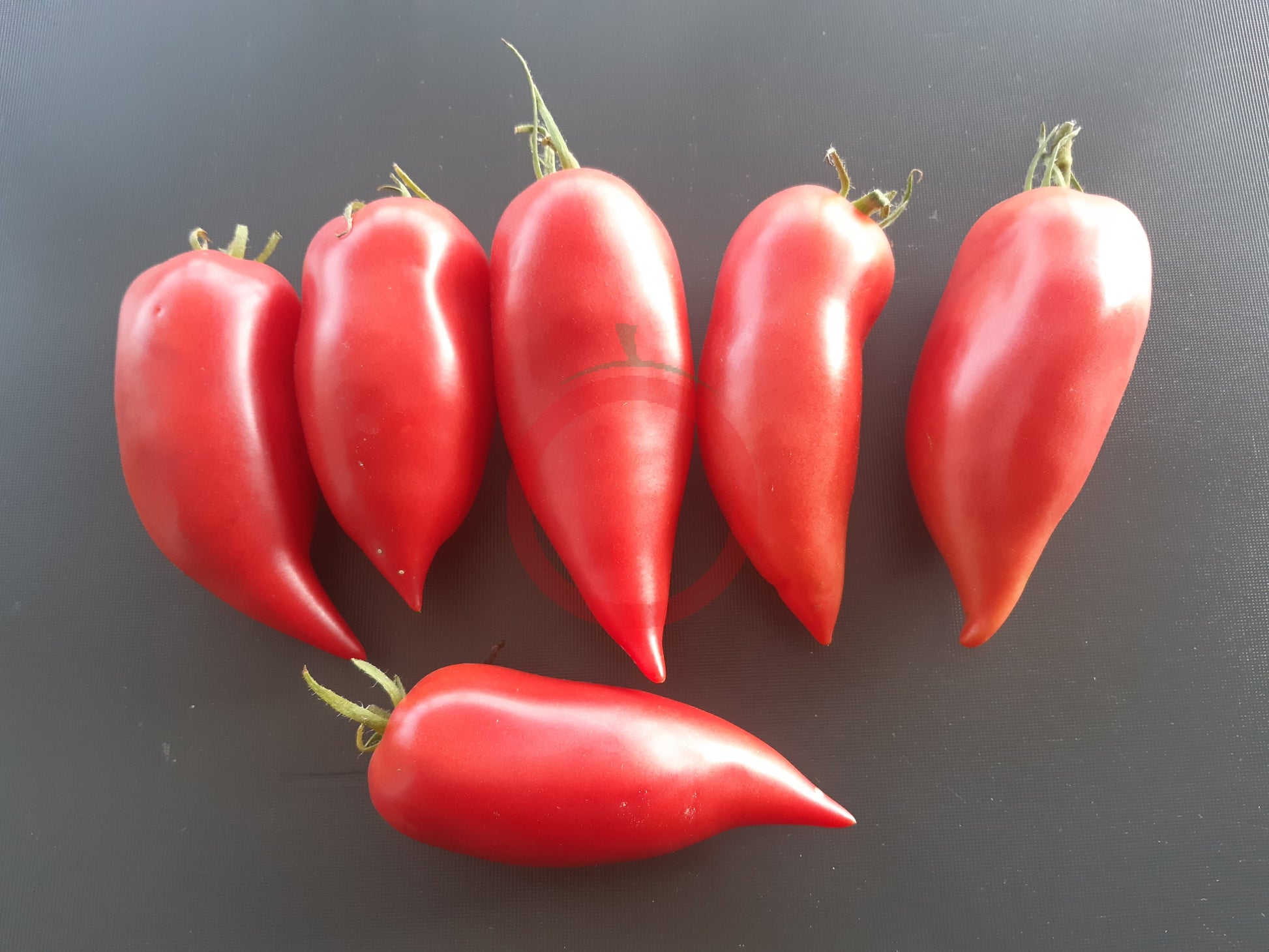 Töshin Jazyk DER TOMATENFLÜSTERER