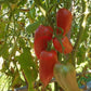 Töshin Jazyk DER TOMATENFLÜSTERER