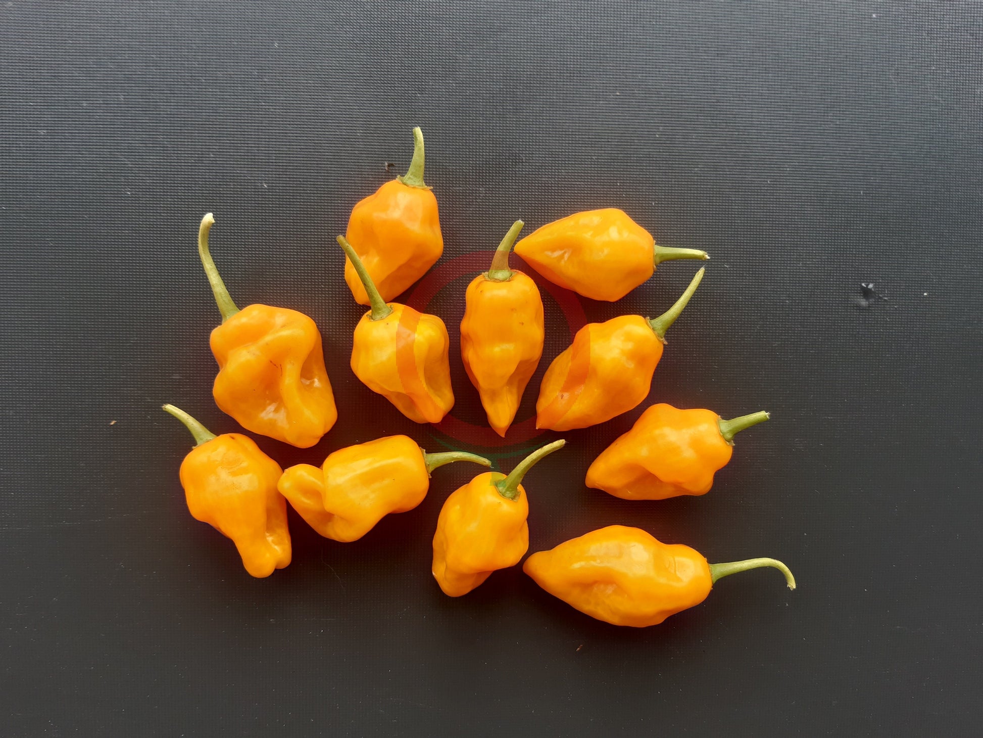 Trinidad Perfume DER TOMATENFLÜSTERER