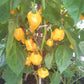 Trinidad Perfume DER TOMATENFLÜSTERER