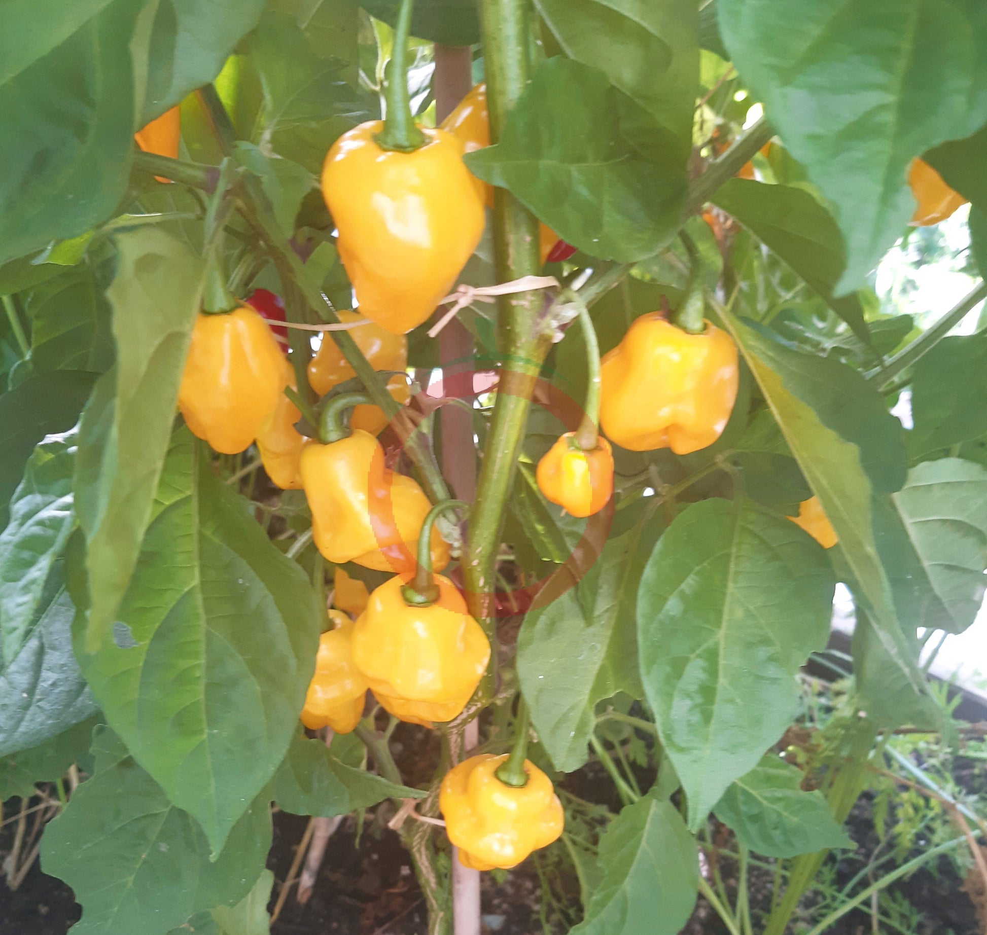 Trinidad Perfume DER TOMATENFLÜSTERER