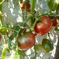 Tschernij Prince DER TOMATENFLÜSTERER