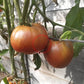 Tundra DER TOMATENFLÜSTERER