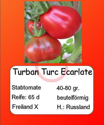 Turban turk ecarlate DER TOMATENFLÜSTERER