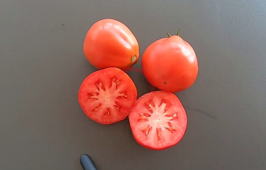 Turban turk ecarlate DER TOMATENFLÜSTERER
