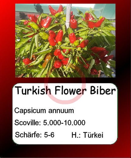 Turkish Flower Biber DER TOMATENFLÜSTERER