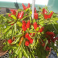 Turkish Flower Biber DER TOMATENFLÜSTERER