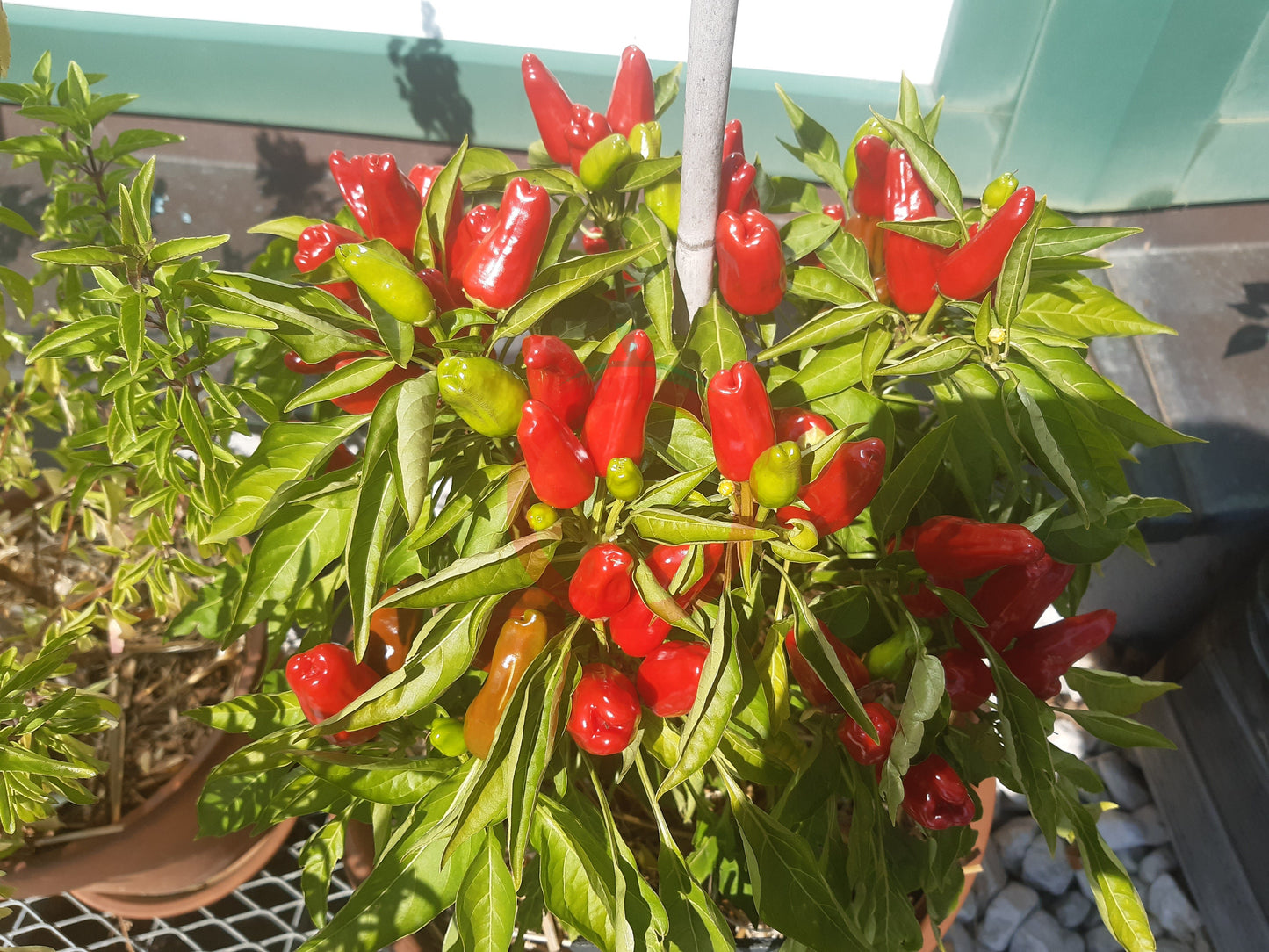 Turkish Flower Biber DER TOMATENFLÜSTERER