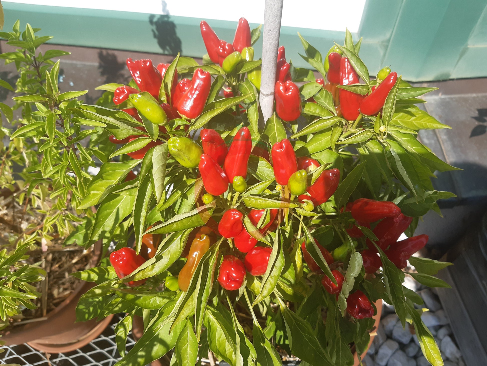 Turkish Flower Biber DER TOMATENFLÜSTERER
