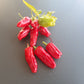Turkish Flower Biber DER TOMATENFLÜSTERER