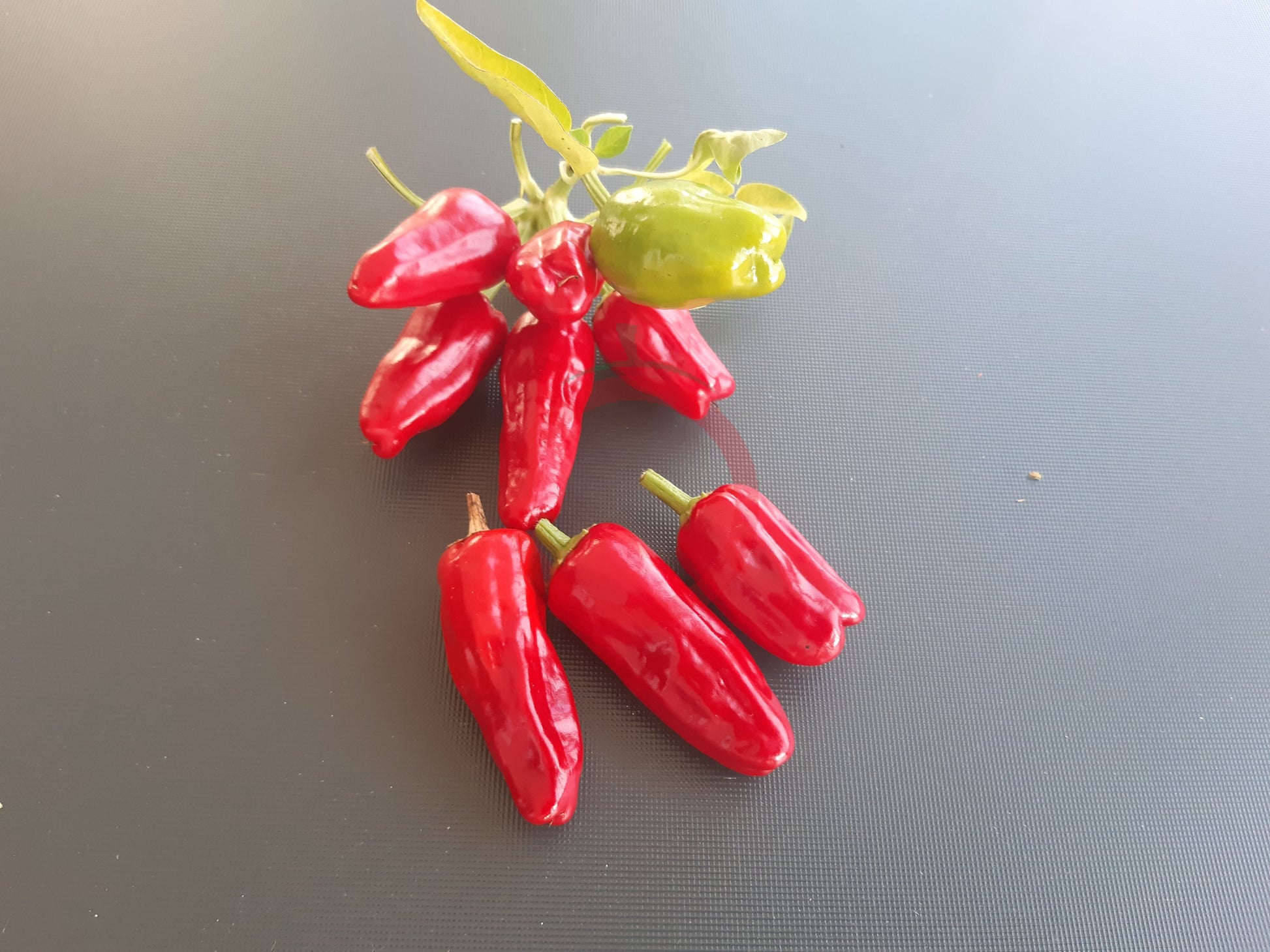 Turkish Flower Biber DER TOMATENFLÜSTERER