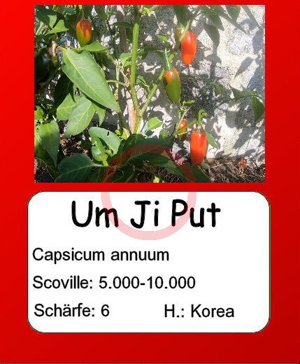 Um Ji Put DER TOMATENFLÜSTERER