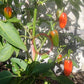 Um Ji Put DER TOMATENFLÜSTERER