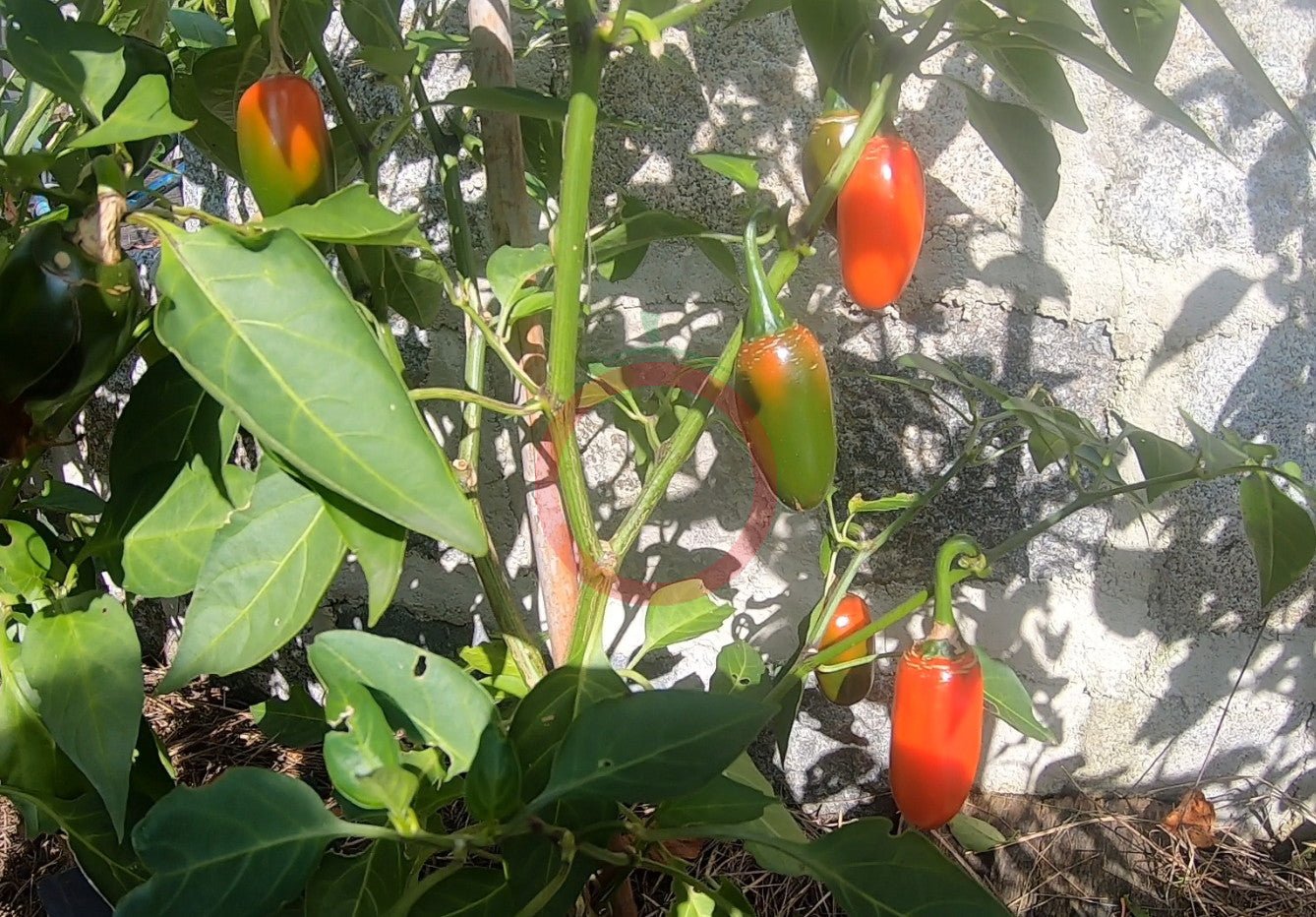 Um Ji Put DER TOMATENFLÜSTERER