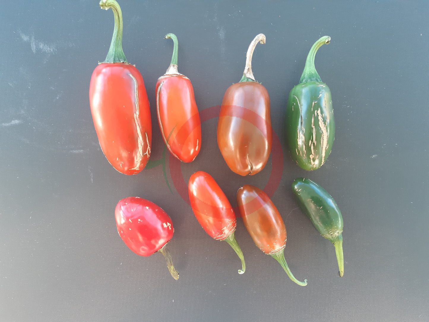 Um Ji Put DER TOMATENFLÜSTERER