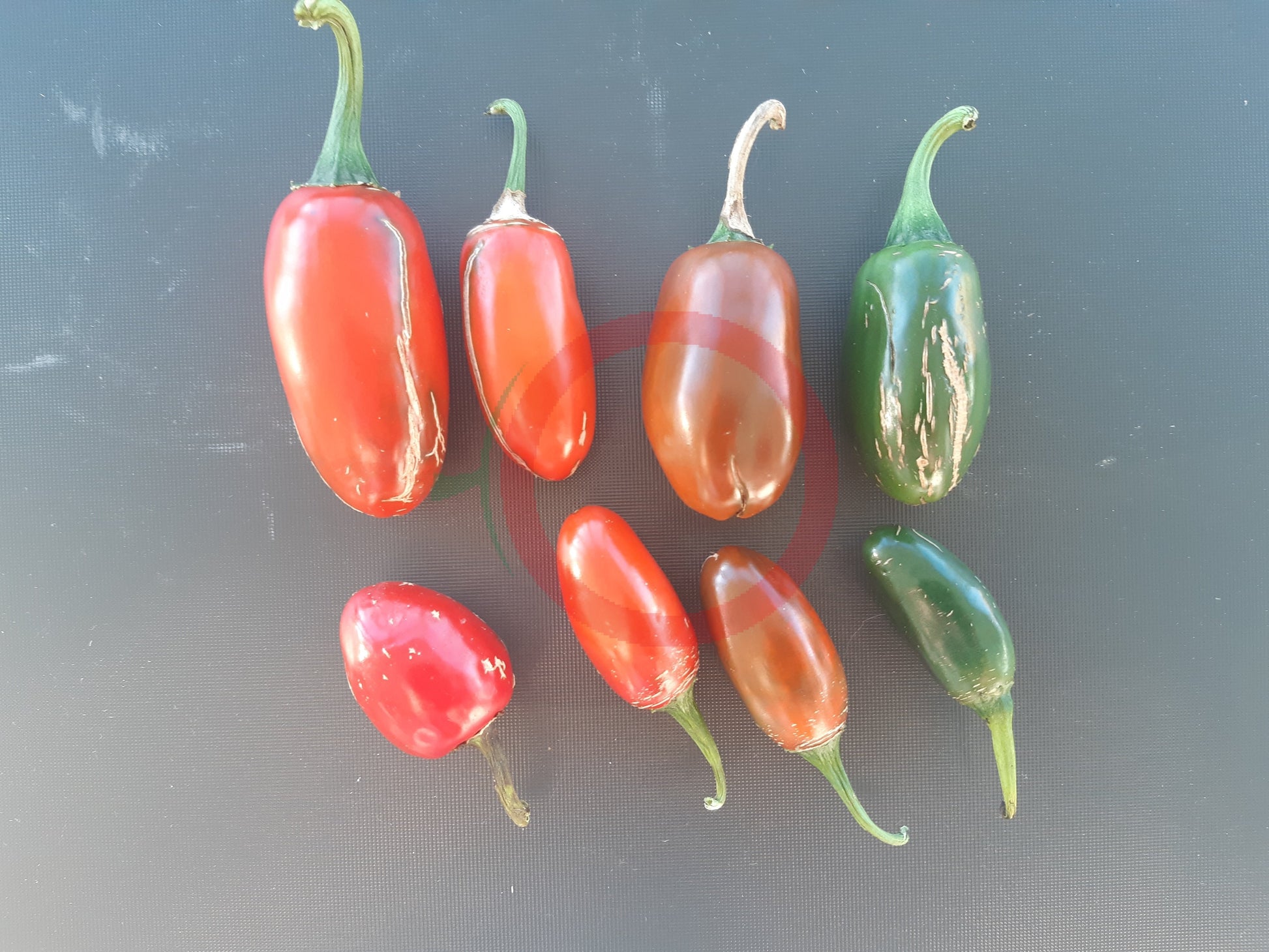 Um Ji Put DER TOMATENFLÜSTERER