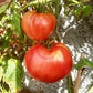 Ungarisches Riesenochsenherz DER TOMATENFLÜSTERER