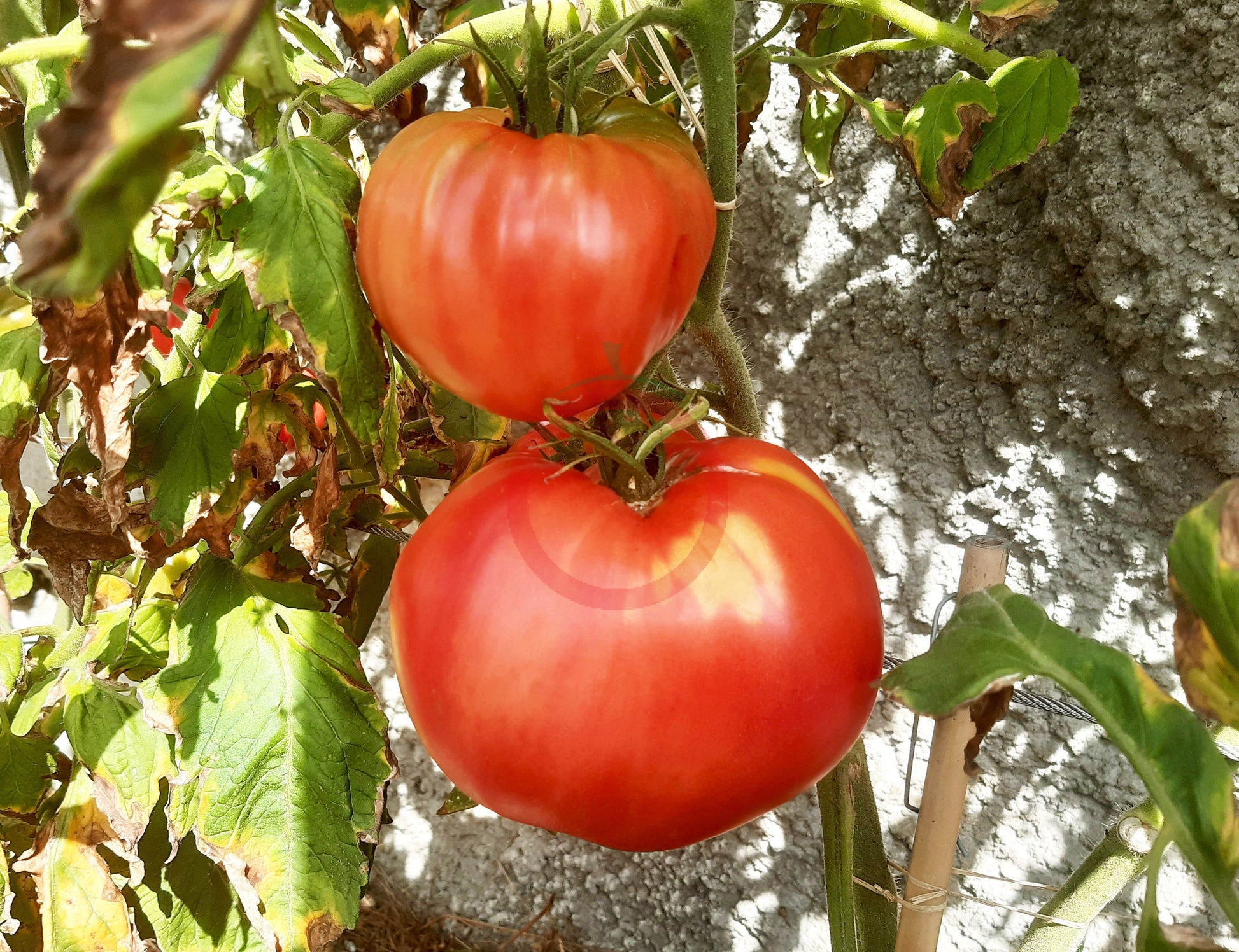 Ungarisches Riesenochsenherz DER TOMATENFLÜSTERER