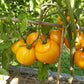 Vashe Velichestvo DER TOMATENFLÜSTERER